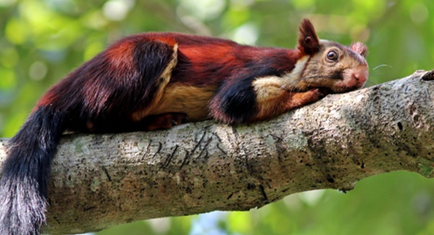 bandipur Wildlife Sanctuary
