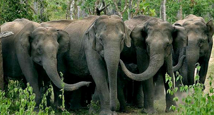 bandipur Wildlife Sanctuary