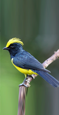 Birding