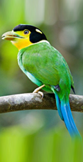Birding