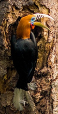 Birding