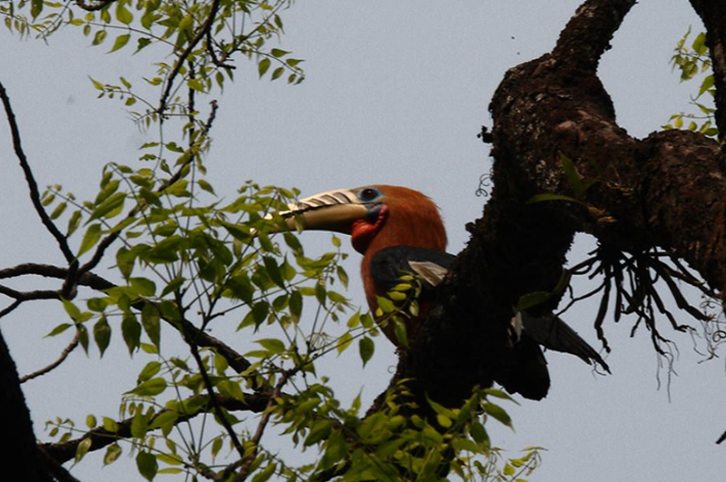 Birding