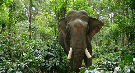 Coorg
