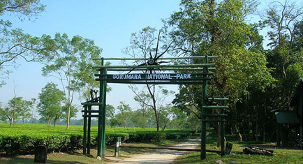 gorumara