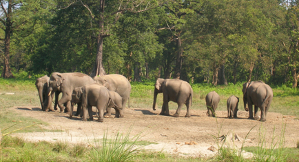Jaldapara Wildlife Sanctuary 