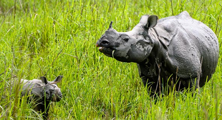 Kaziranga National Park