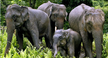 Kaziranga National Park