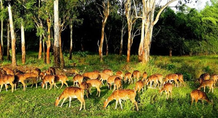 Kuldiha Wildlife Sanctuary