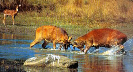 Manas National Park 