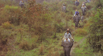 Manas National Park 