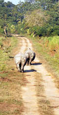 Wildlife