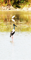 Wildlife