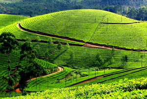 munnar