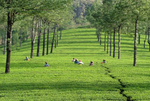 munnar