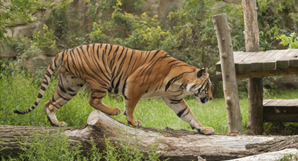 Nagarhole National Park