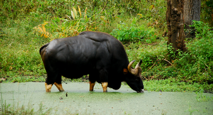 Nagarhole National Park