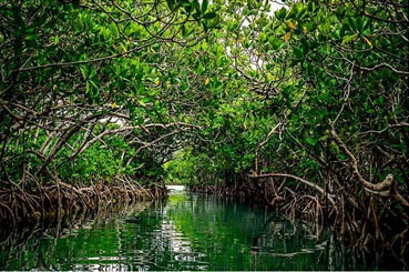 Baratang Island