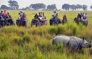 kaziranga